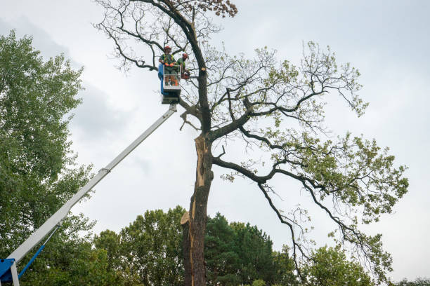 Best Tree Cabling and Bracing  in Vaeboro, NC