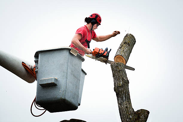 Best Tree Removal  in Vaeboro, NC